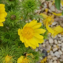 Adonis vernalis