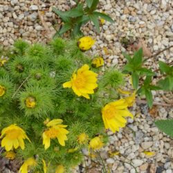 Adonis vernalis