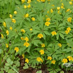 Anemone ranunculoides