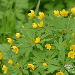 Anemone ranunculoides