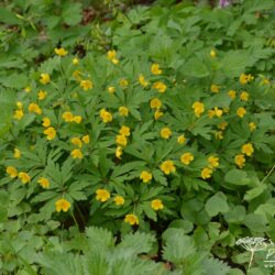 Anemone ranunculoides