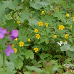 Anemone ranunculoides