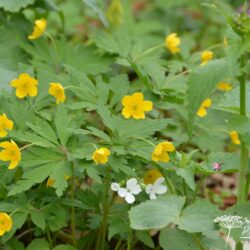 Anemone ranunculoides