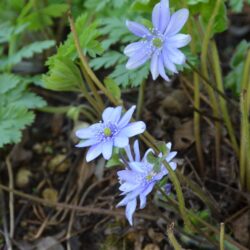 Hepatica transsilvanica