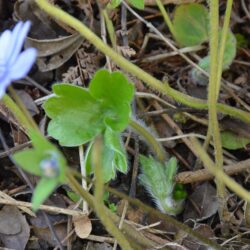 Hepatica transsilvanica