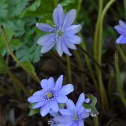 Hepatica transsilvanica