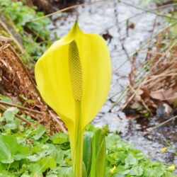 Lysichiton americanus