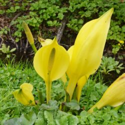 Lysichiton americanus