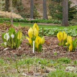 Lysichiton americanus