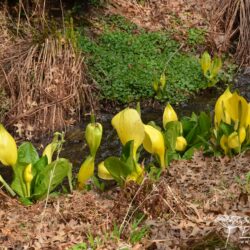 Lysichiton americanus