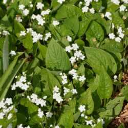 Omphalodes verna Alba