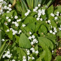 Omphalodes verna Alba