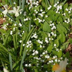 Omphalodes verna Alba