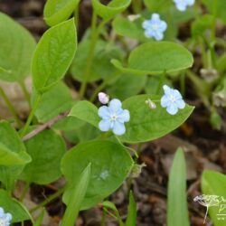 Omphalodes verna Elfenauge