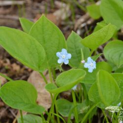 Omphalodes verna Elfenauge