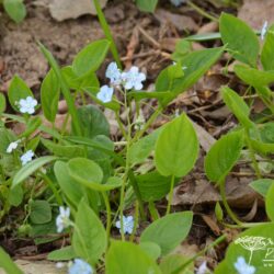 Omphalodes verna Elfenauge