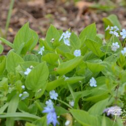 Omphalodes verna Elfenauge