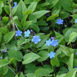 Omphalodes verna