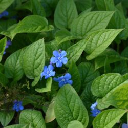 Omphalodes verna