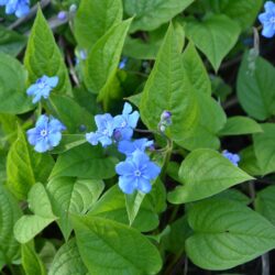 Omphalodes verna