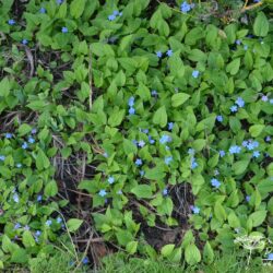 Omphalodes verna