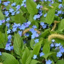 Omphalodes verna