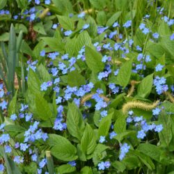 Omphalodes verna