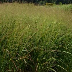 Panicum virgatum Rehbraun