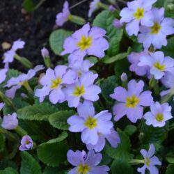 Primula vulgaris var. sibthorpii