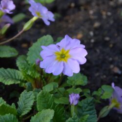 Primula vulgaris var. sibthorpii