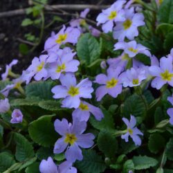 Primula vulgaris var. sibthorpii