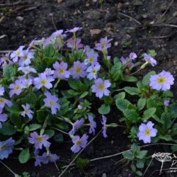 Primula vulgaris var. sibthorpii