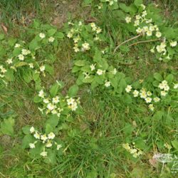 Primula vulgaris