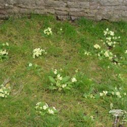 Primula vulgaris