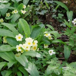 Primula vulgaris