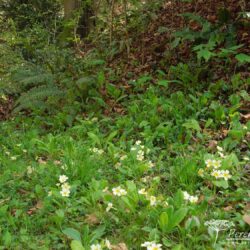 Primula vulgaris