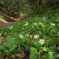 Primula vulgaris