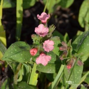 Pulmonaria Dora Bielefeld