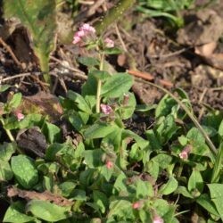 Pulmonaria Dora Bielefeld