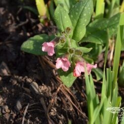 Pulmonaria Dora Bielefeld