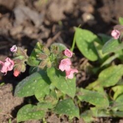 Pulmonaria Dora Bielefeld