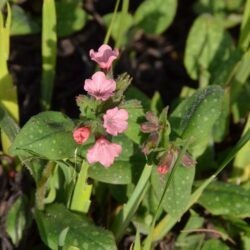 Pulmonaria Dora Bielefeld