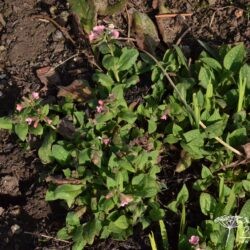 Pulmonaria Dora Bielefeld