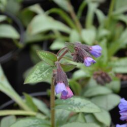 Pulmonaria Majesté