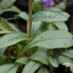 Pulmonaria Majesté