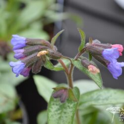 Pulmonaria Majesté