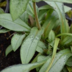 Pulmonaria Majesté