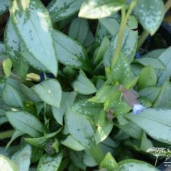 Pulmonaria Majesté