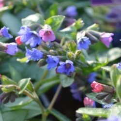 Pulmonaria Majesté