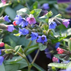 Pulmonaria Majesté